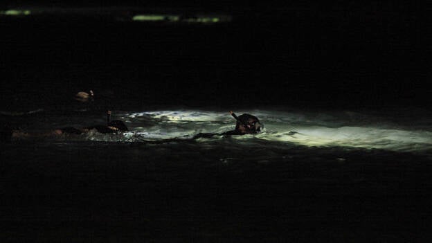 La fauna nocturna de Las Canteras (Gran Canaria), protagonista de la primera prueba del Fotosub LPGC 2016
