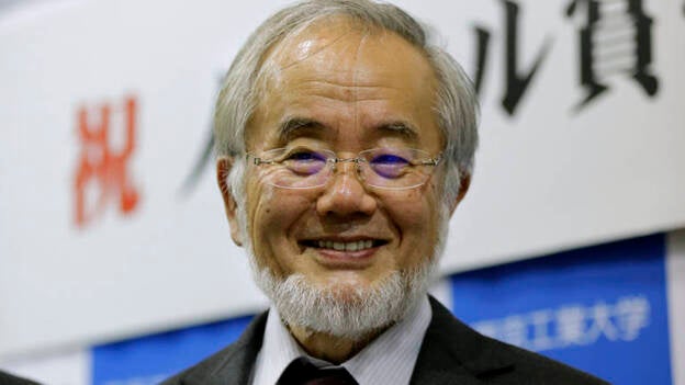 Nobel de Medicina al descubridor de los mecanismos de la autofagia