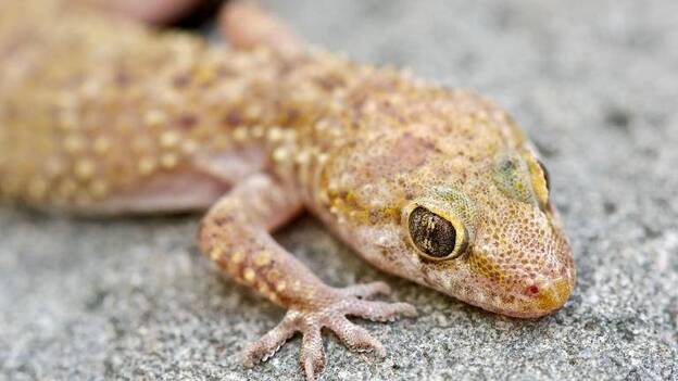 Silenciosos inquilinos