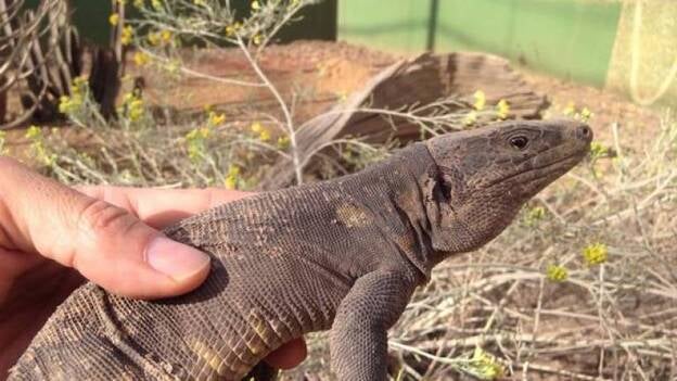 Los lagartos gigantes de El Hierro entrenan para librarse de gatos y cernícalos