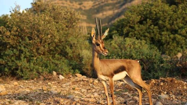 Las gacelas del Oasis Park ya viven en Túnez