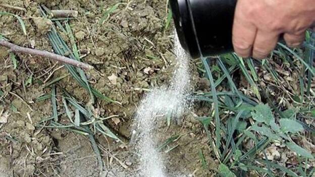 La iglesia católica prohíbe esparcir cenizas de los difuntos o tenerlas en casa