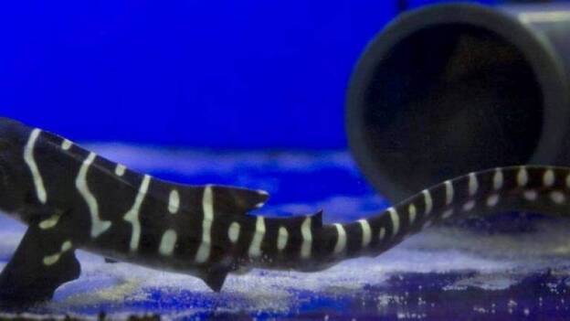 Udra, la primera tiburón cebra que nace en zoológico de Tenerife