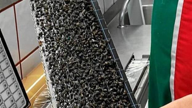 Las moscas invaden Juan Grande