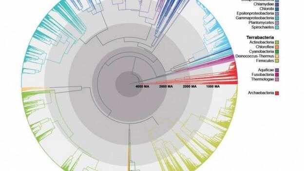 El árbol de la vida de las bacterias no es tan diferente al de los humanos
