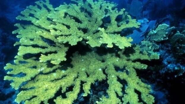 Los corales pueden vivir más de 5.000 años, según investigadores