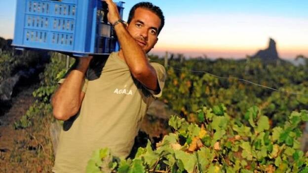 La peor vendimia de uvas tintas de la Isla en la presente década