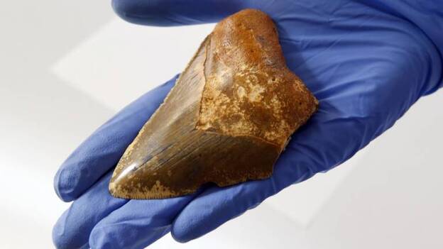 Los mayores tiburones de la Tierra dominaron Canarias hace 5 millones de años