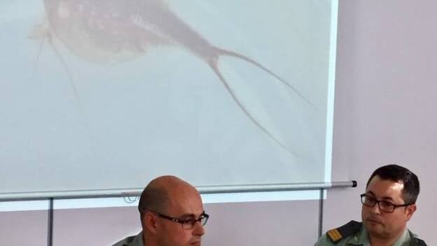 Intervienen en Las Palmas 1.247 cajas de un juguete que contiene una especie exótica invasora