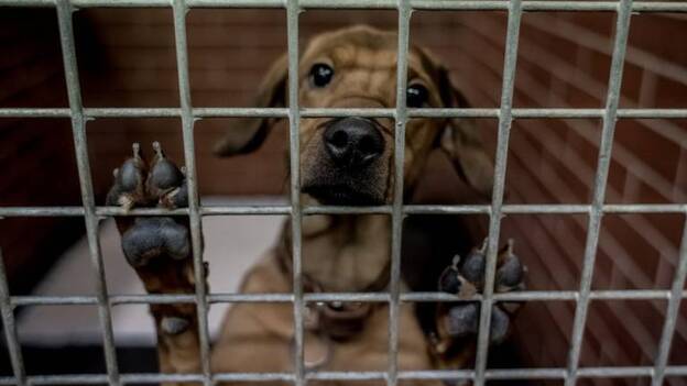 Animales que pasan la Navidad en un refugio