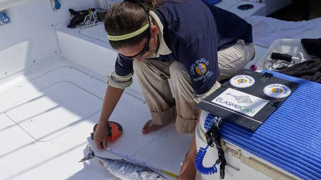 Sensibilizan a los pescadores recreativos de la conservación de los tiburones martillo