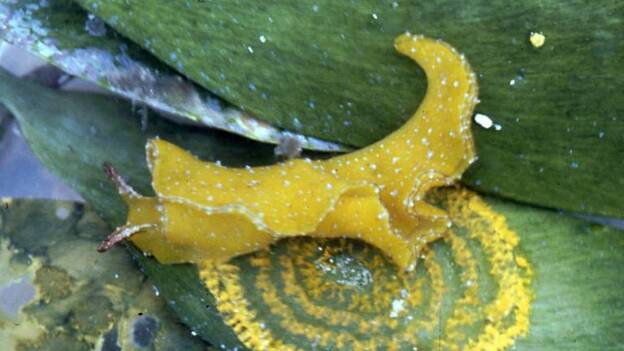Hallan en aguas de Cuba una babosa marina que cambia voluntariamente de color