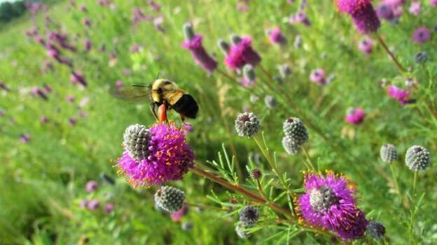 Entra en la lista de animales en peligro la abeja de territorio continental de EEUU