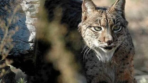 Hallan muerto a un lince de dos años en un coto de la provincia de Jaén