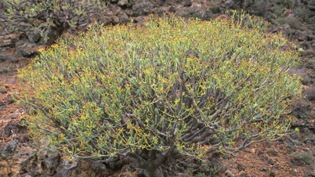 ¿Le debe Canarias sus tabaibas a Cabo Verde?