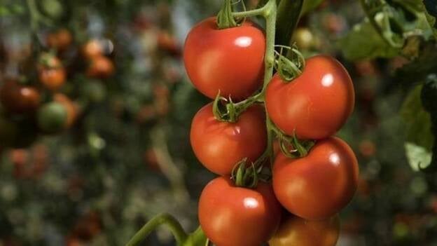 Convocan ayudas a los productores de tomate de exportación por 7,7 millones de euros