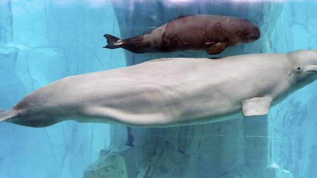 Kylu, la beluga que nació en el Oceanogràfic de Valencia un día de superluna