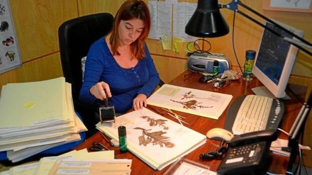 Kunkel vuelve al Jardín Canario