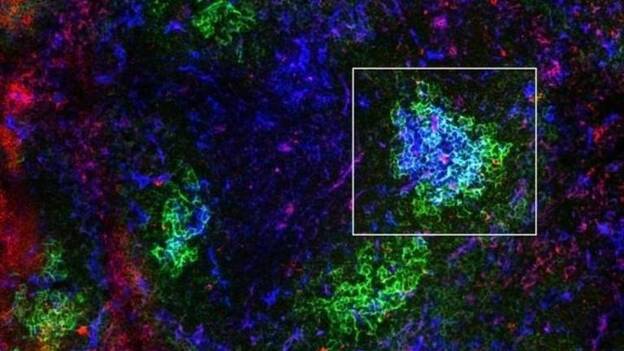 Una investigación ayuda a explicar cómo se controla el metabolismo de las células B