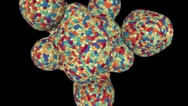 Se revela como las células de las plantas regulan el crecimiento