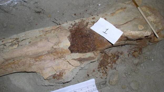 Recuperadas las proteínas de un dinosaurio de 80 millones de años