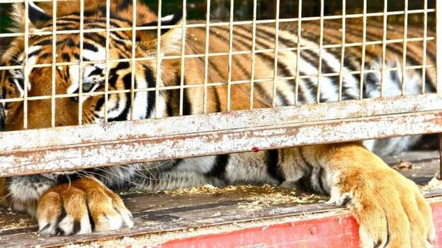 El hombre que murió atacado por un tigre en China intentaba entrar gratis al zoo