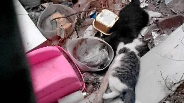 Alarma por el envenenamiento de gatos