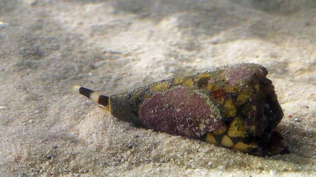 La acidificación de los océanos afecta capacidades de caracoles marinos conos