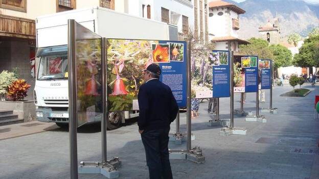 Las plantas invaden el asfalto
