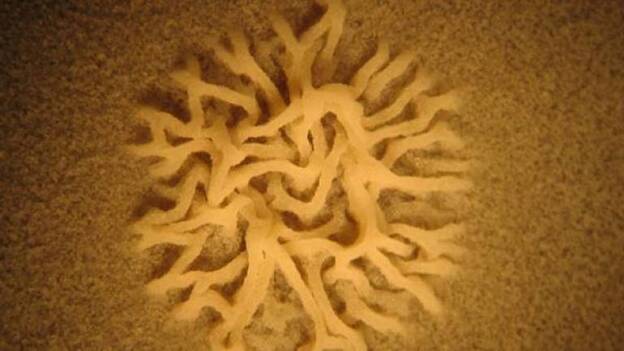 Descubren que una bacteria aumenta la longevidad