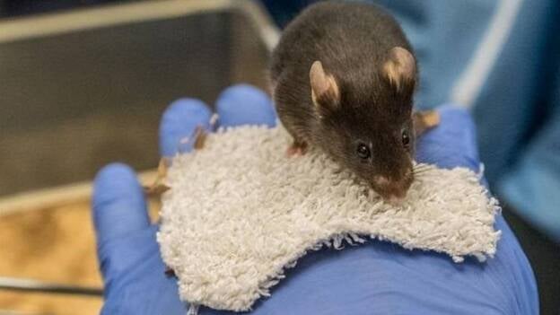 El humo "de tercera mano" afecta al peso y al desarrollo de las células sanguíneas en ratones