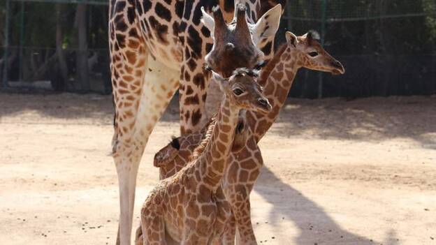 Nacen dos crías de jirafa, especie en alto riesgo de extinción, en el Oasis Park Fuerteventura
