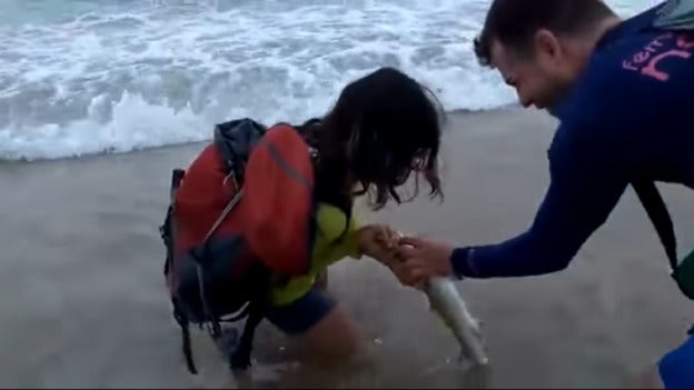Multa de 6.000 dólares a una pareja que intentó sacarse una foto con un tiburón en Brasil