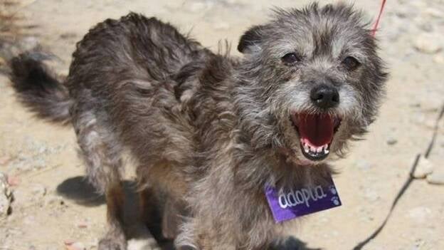 Un veterinario y un ingeniero desarrollan una plataforma web para adoptar animales de protectoras de todo el mundo