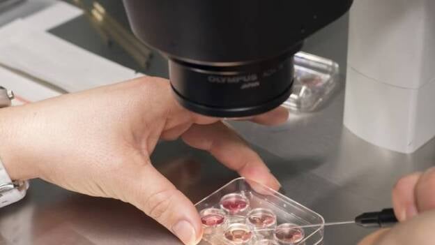 Más del 5% de las mujeres se plantean preservar su fertilidad para posponer la maternidad