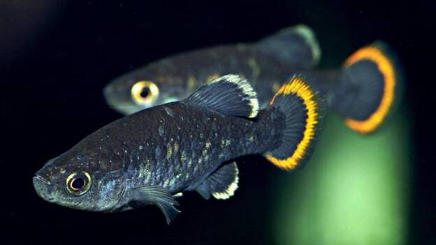 El "Poema del Mar" logra reproducir un pez del que solo quedan 500 ejemplares
