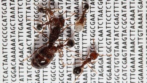 La hormiga 'invencible' reordenó su cromosoma con un 'supergen social'