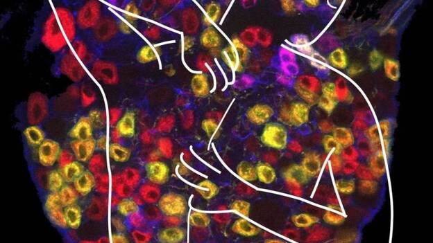 Las neuronas que detectan el picor también desempeñan un papel en la gestión del dolor