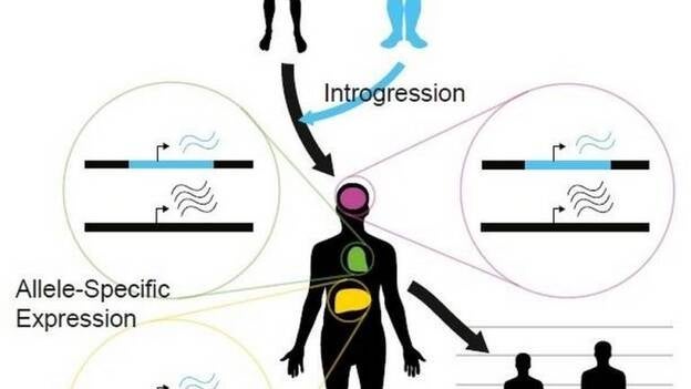 El ADN neandertal aún influye en la expresión del gen humano