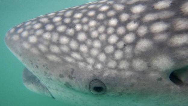 Nadar con tiburones ballena, una experiencia única y ecológica en Filipinas