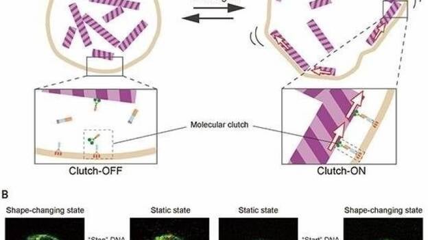 Un robot responde a señales de ADN como si fuera un ser vivo