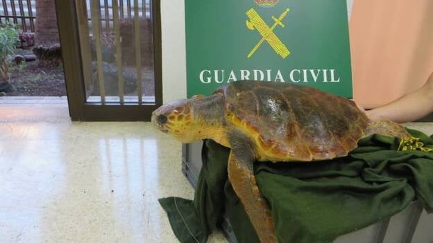 El Seprona detiene o investiga a 59 personas por tráfico ilícito de especies