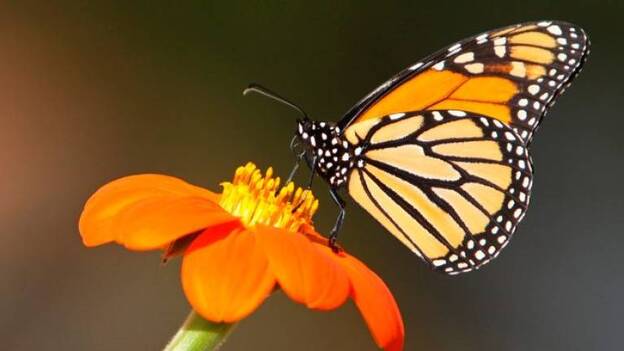 Científicos y ONGs de México y EEUU estudiarán la ruta migratoria de la monarca