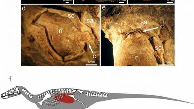 Hallado en la Patagonia un dinosario con su última comida en las entrañas