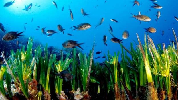 Logran en siete días el apadrinamiento en Formentera de 1.157 m2 de esta planta