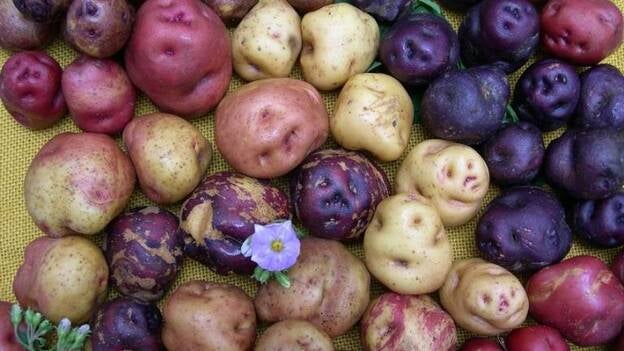 Gobierno canario y Cabildo de Tenerife piden al Estado que permita la exportación de papas a la Península