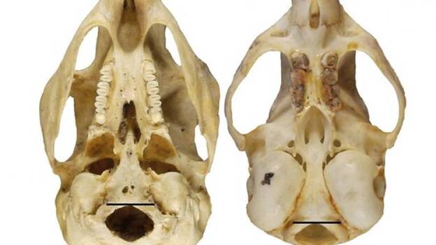 Se confirma que el cráneo humano evolucionó con el bipedalismo