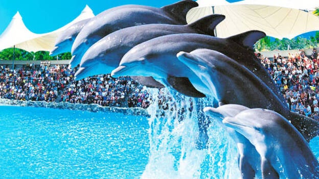 Un estudio demuestra que los delfines bajo cuidado humano no sufren estrés agudo