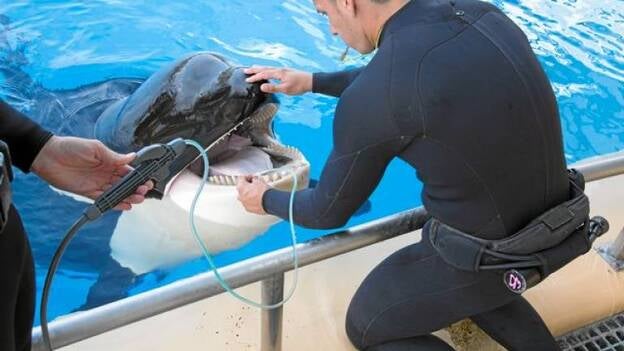 Las orcas visitan al dentista