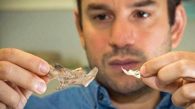 Humanos y ratones ya convivían en primitivos asentamientos hace 15.000 años